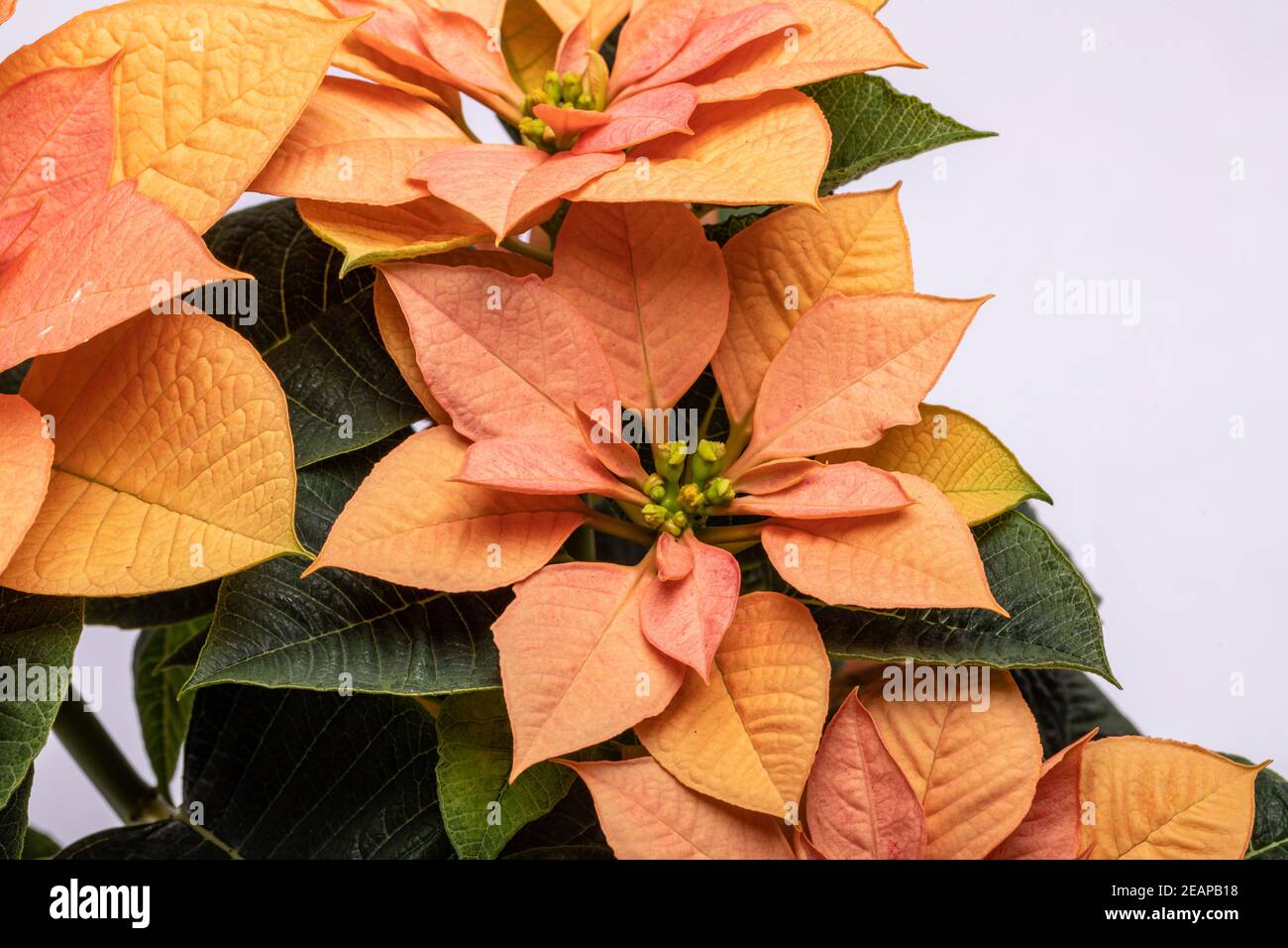 Die poinsettia orange blüht. Die Blume der Weihnachten Stockfoto