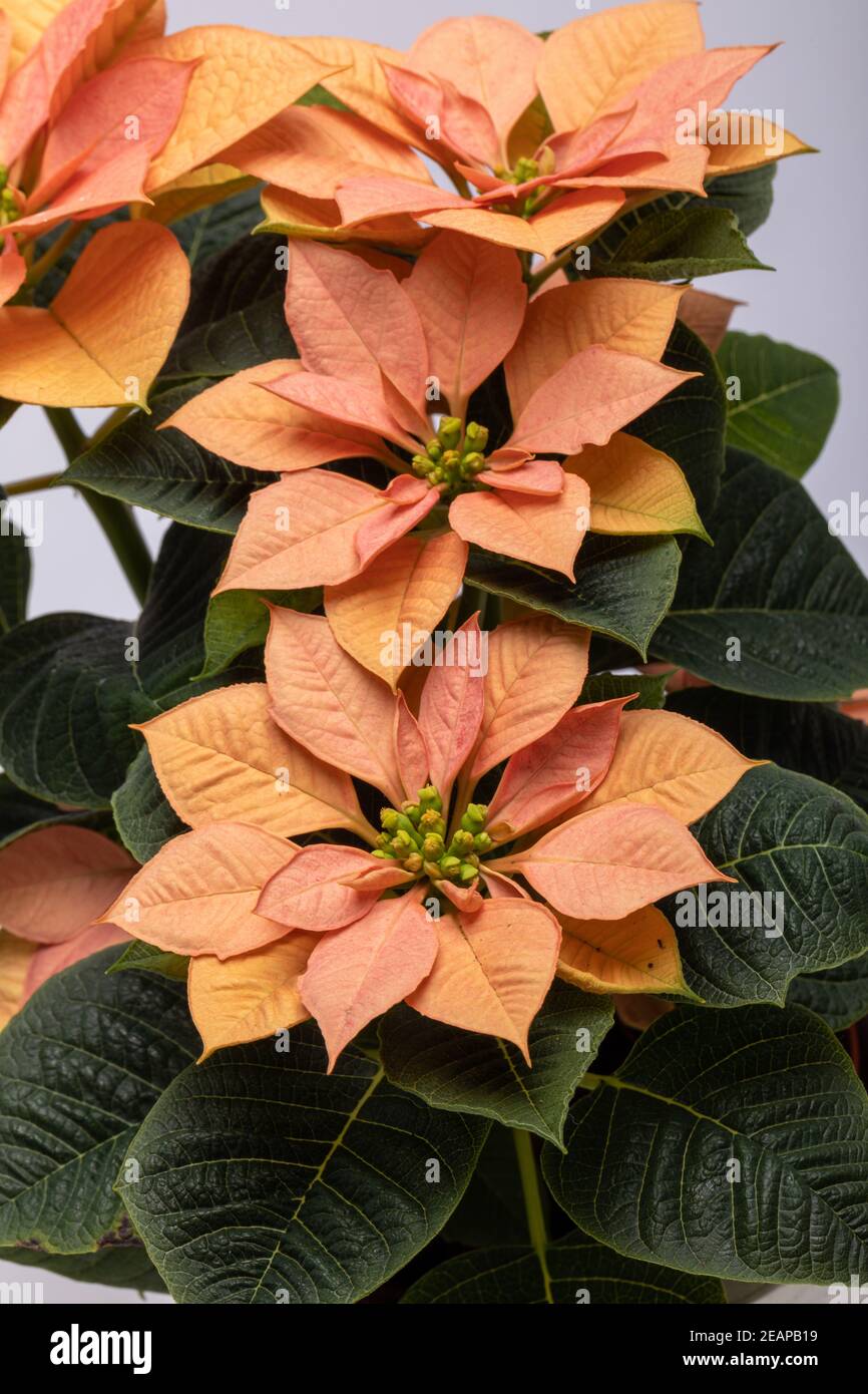 Die poinsettia orange blüht. Die Blume der Weihnachten Stockfoto