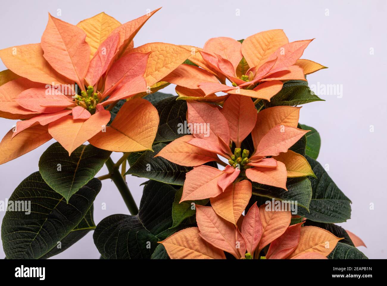 Die poinsettia orange blüht. Die Blume der Weihnachten Stockfoto