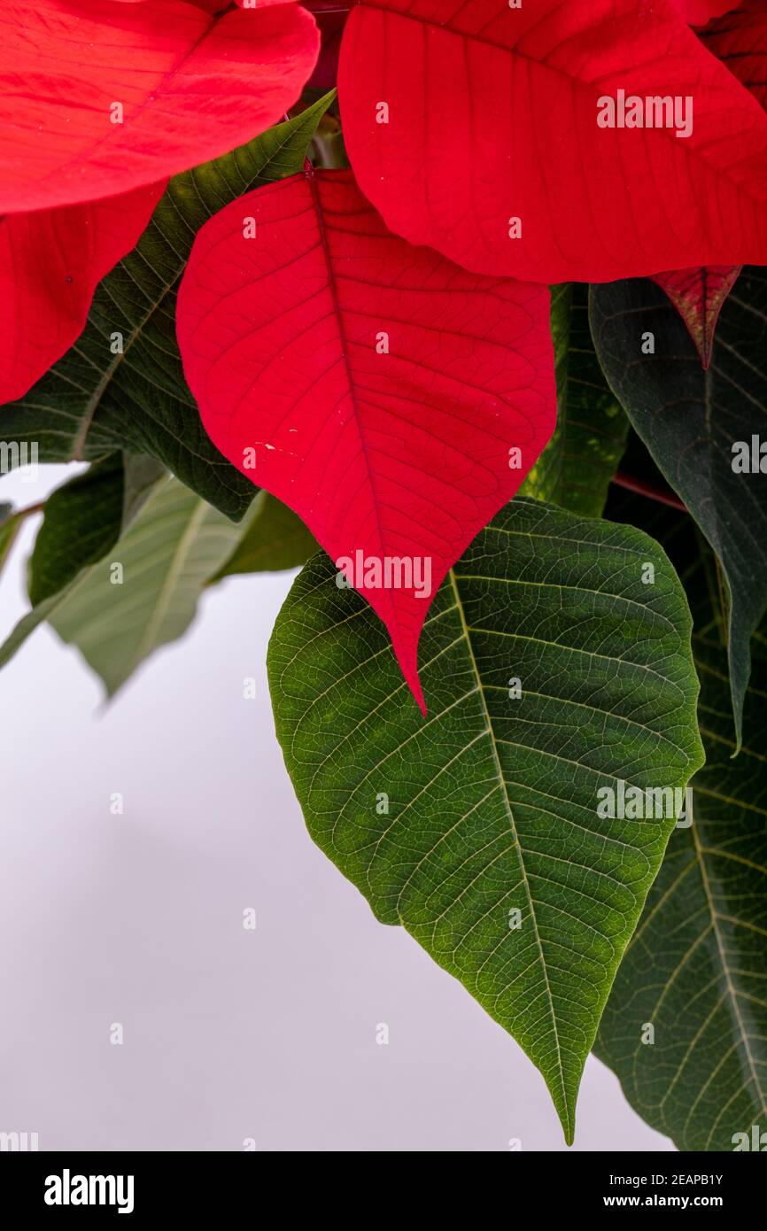 Die poinsettia roten Blüten. Die Blume der Weihnachten Stockfoto