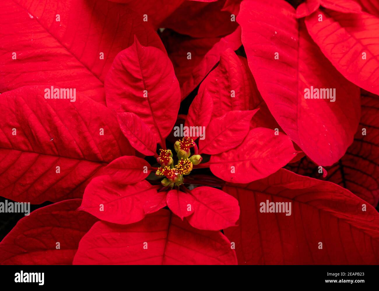 Die poinsettia roten Blüten. Die Blume der Weihnachten Stockfoto