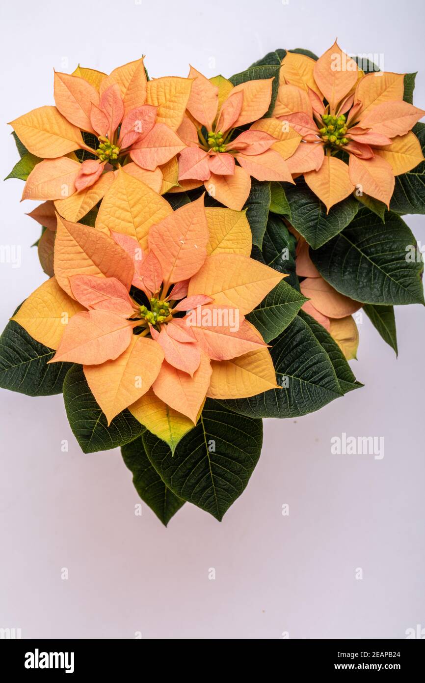 Die poinsettia orange blüht. Die Blume der Weihnachten Stockfoto