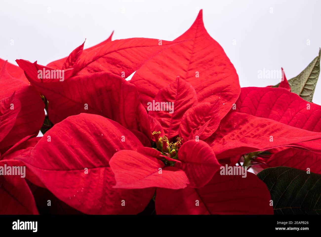 Die poinsettia roten Blüten. Die Blume der Weihnachten Stockfoto