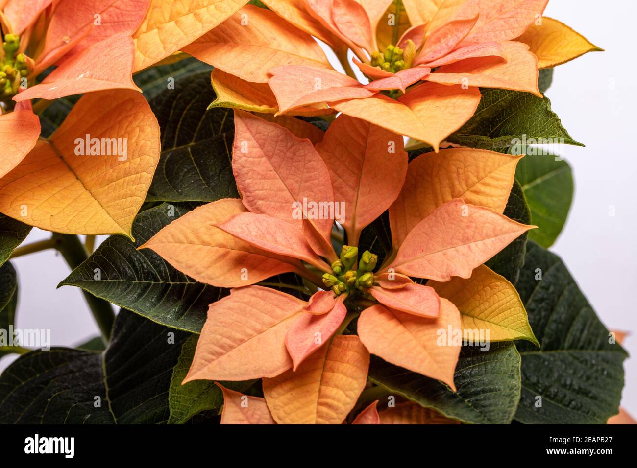 Die poinsettia orange blüht. Die Blume der Weihnachten Stockfoto