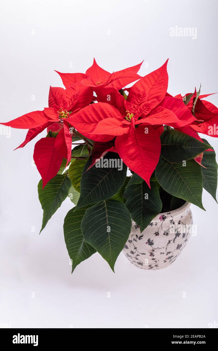 Die poinsettia roten Blüten. Die Blume der Weihnachten Stockfoto
