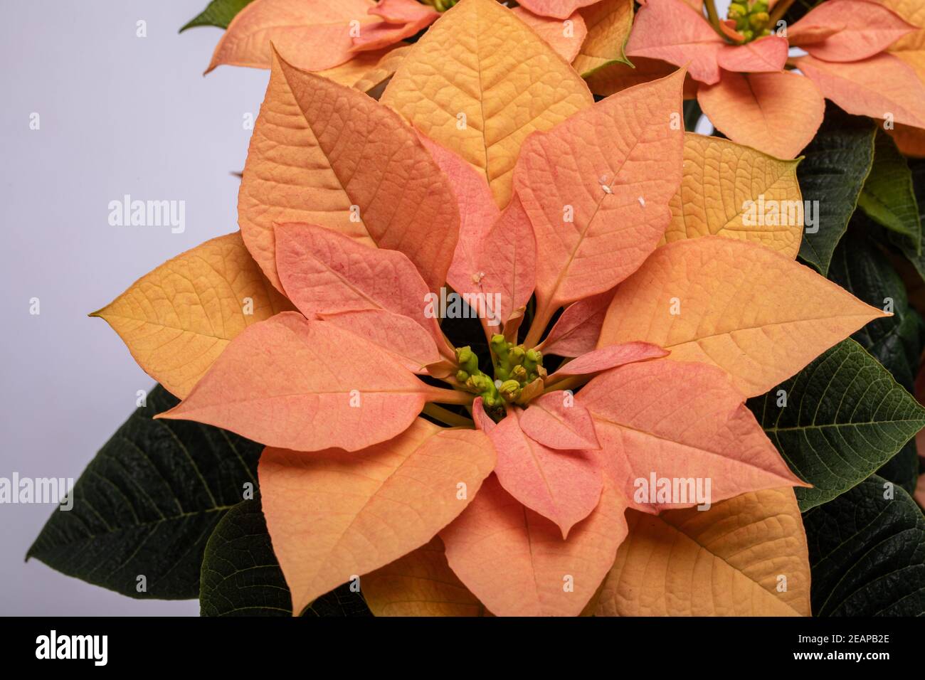 Die poinsettia orange blüht. Die Blume der Weihnachten Stockfoto