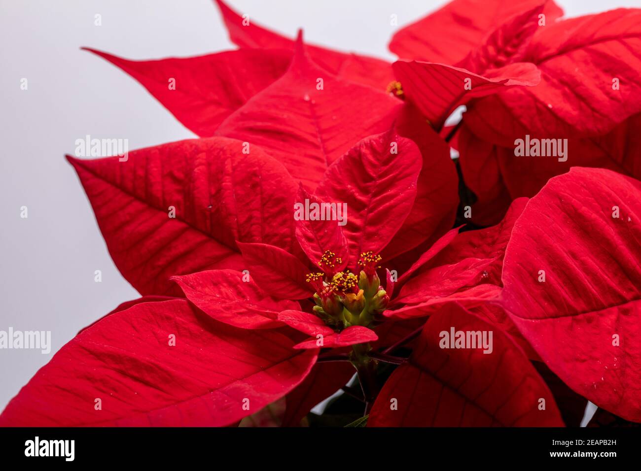 Die poinsettia roten Blüten. Die Blume der Weihnachten Stockfoto