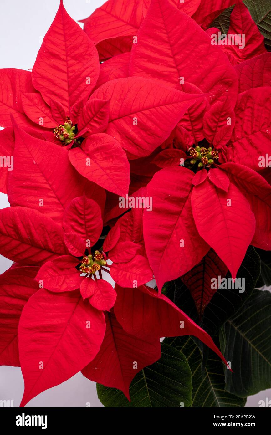 Die poinsettia roten Blüten. Die Blume der Weihnachten Stockfoto
