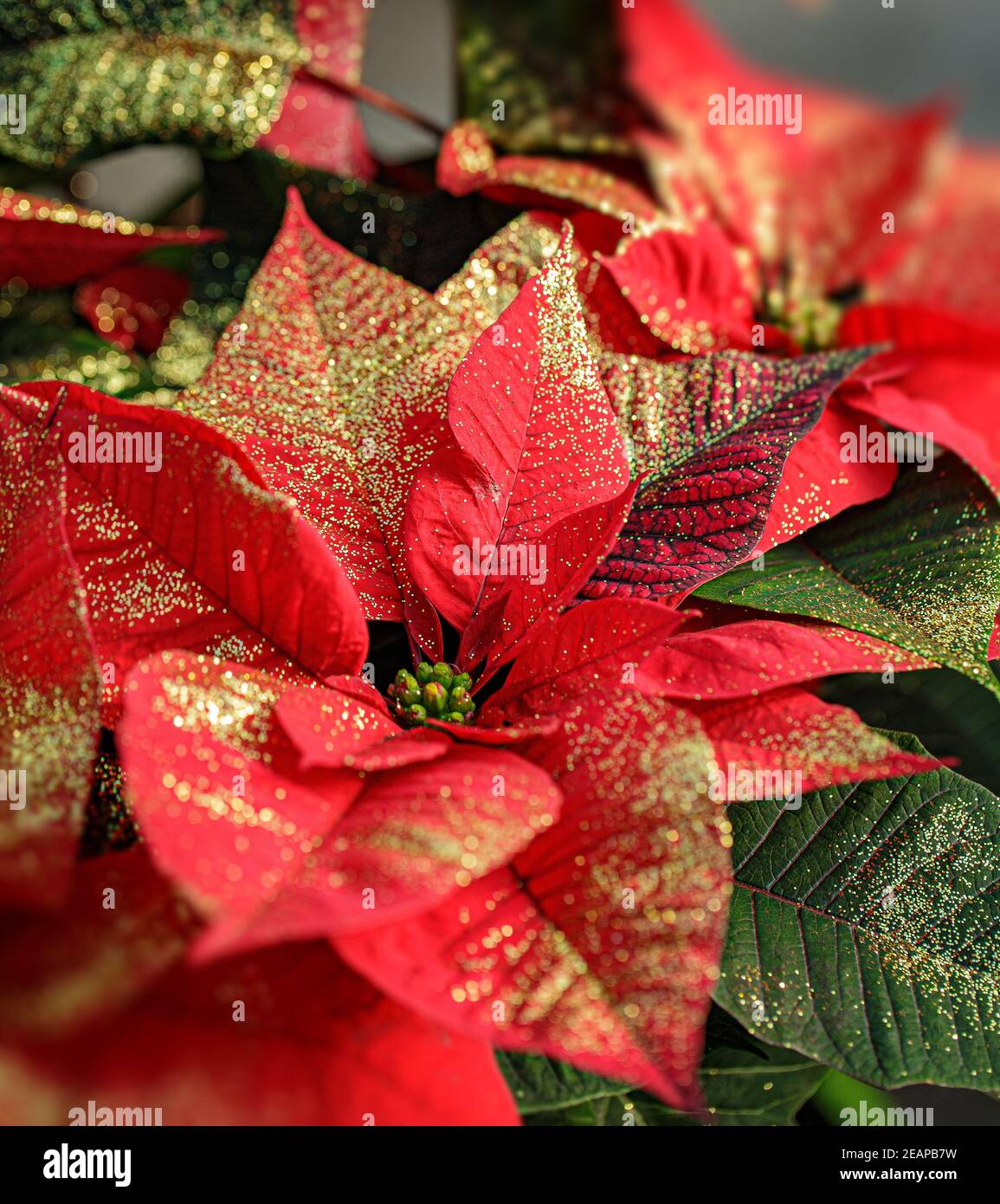 Glitzernde rote Weihnachtssterne Stockfoto
