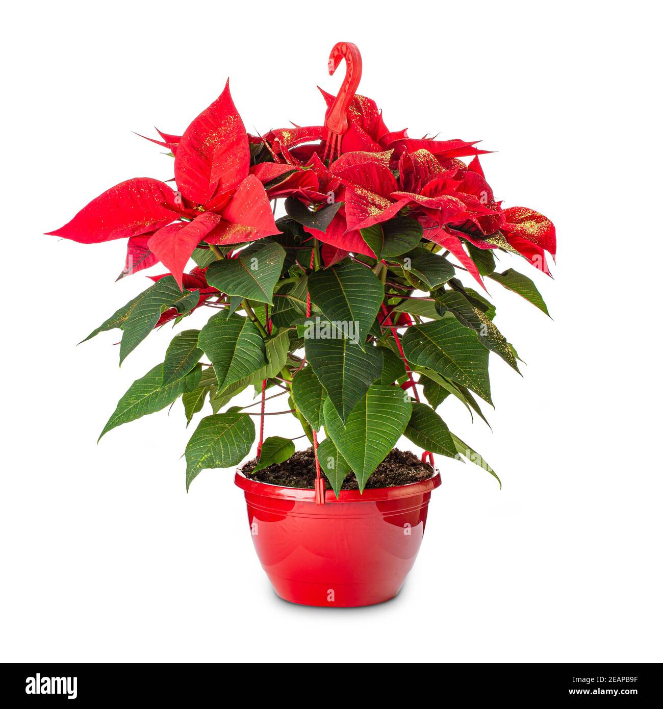 Rote Weihnachtssterne Blume Stockfoto