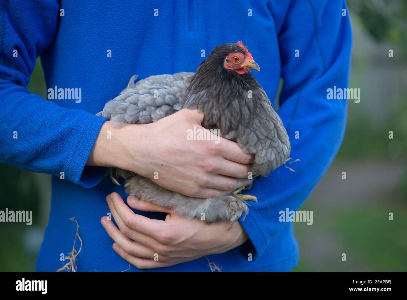 Junger Mann hält kleines graues Pekin bantam Huhn gegen Blau Fleece Stockfoto