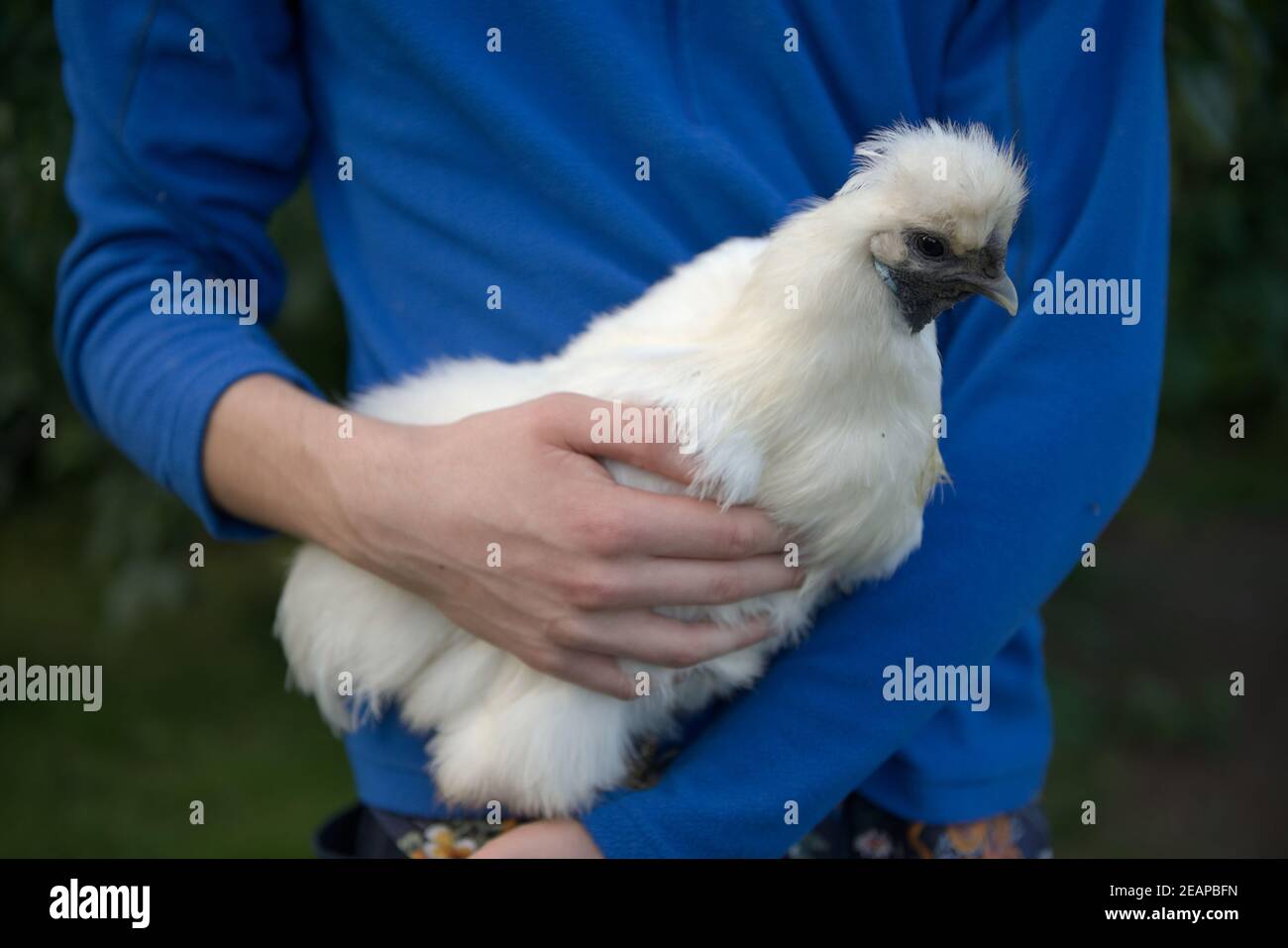 Ganzkörperbild eines Seiden-Hähnchens gegen eine getragen Blauer Pullover Stockfoto