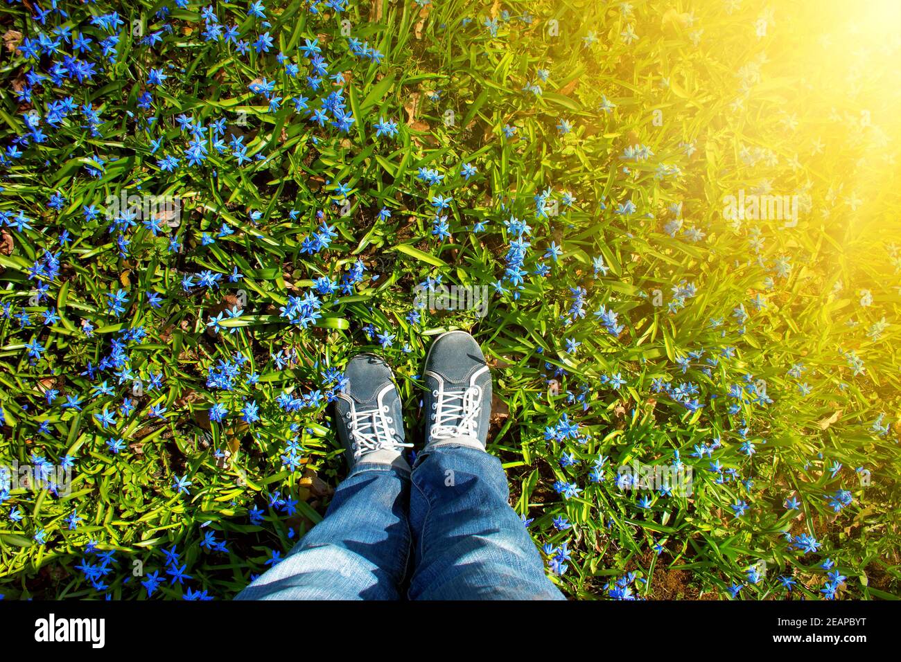 Füße stehen auf Scilla Blumen im park Stockfoto