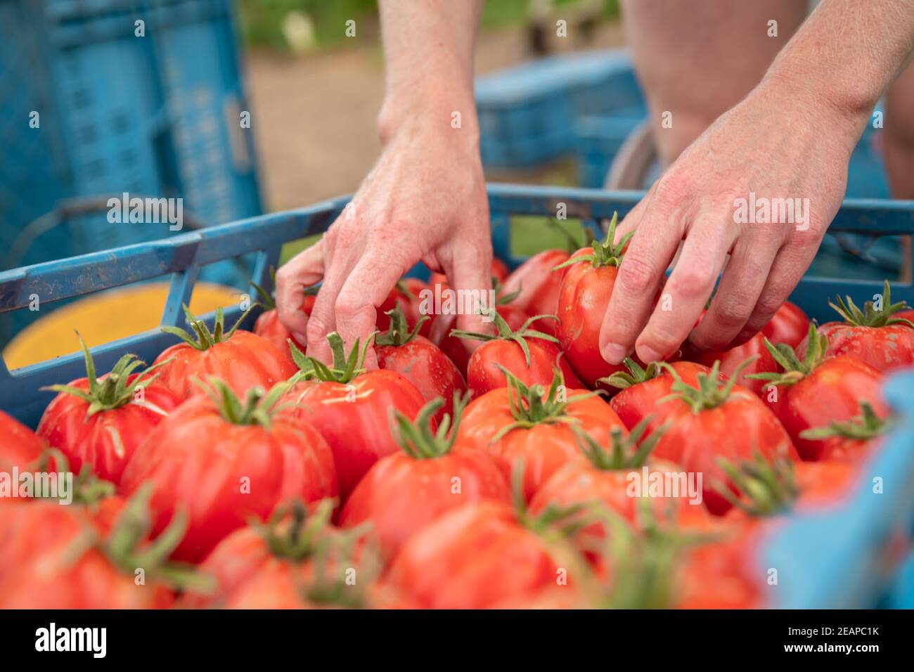 Sortierte Tomaten im Spediteur vor der Auslieferung an die Märkte Stockfoto