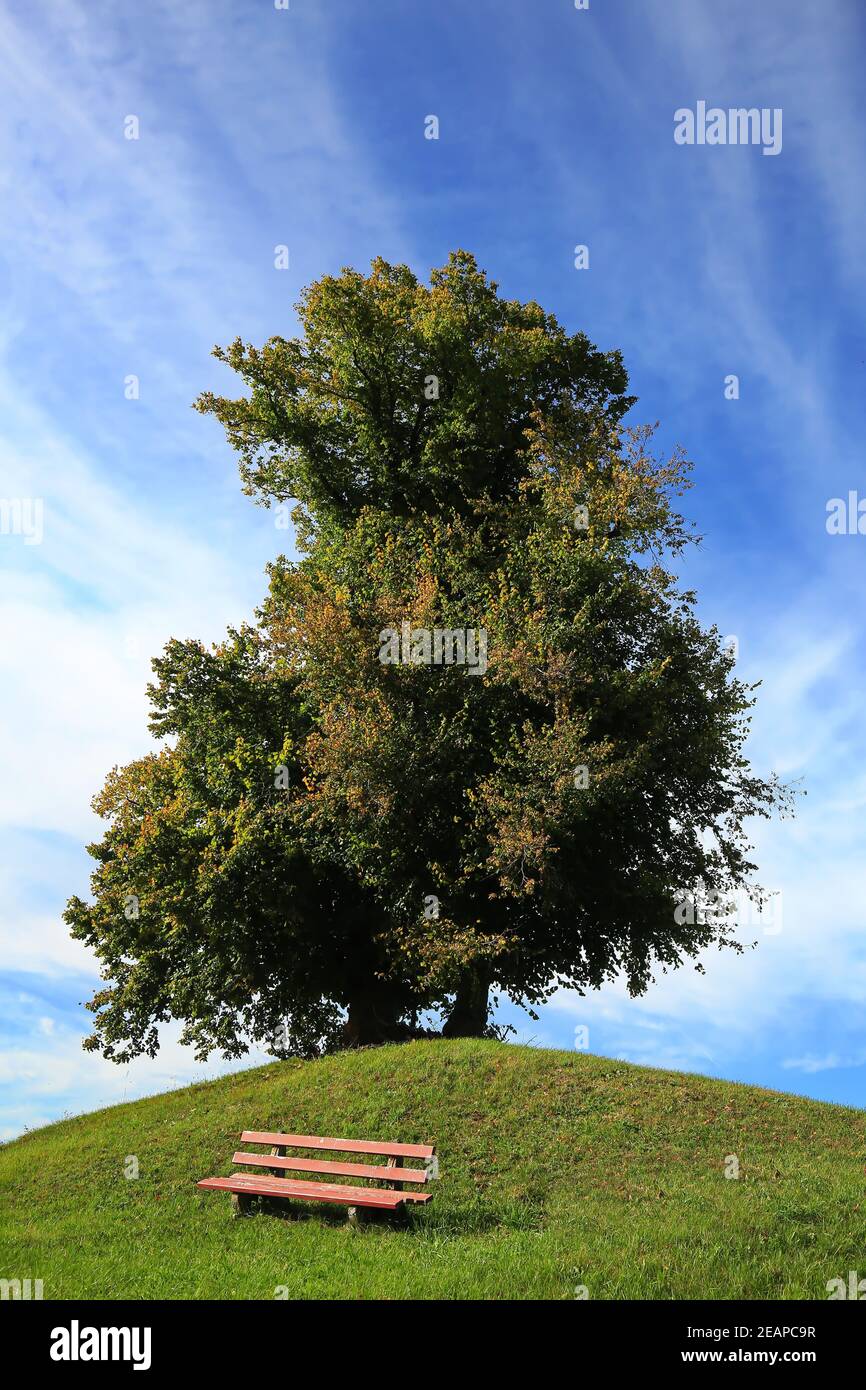 Frei stehende Baum Stockfoto