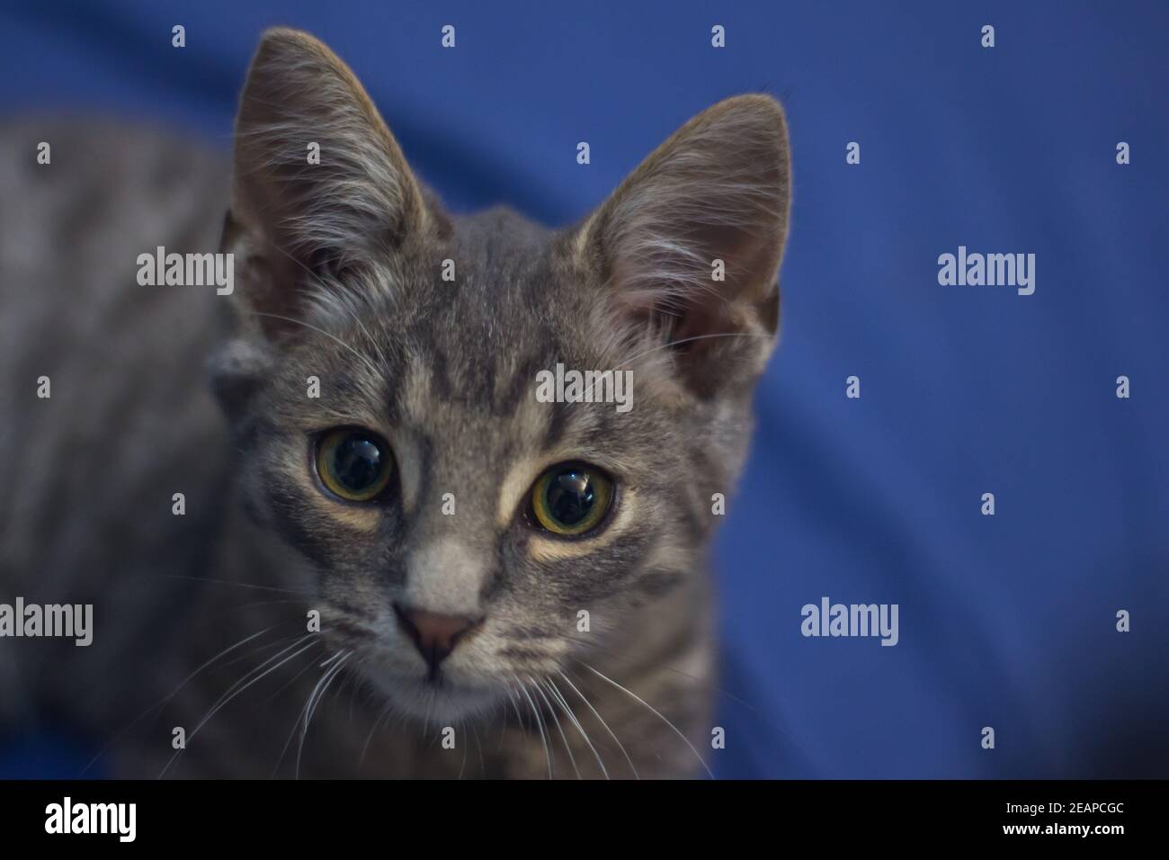 Nahaufnahme eines entzückenden flauschigen grauen Kätzchens. Stockfoto