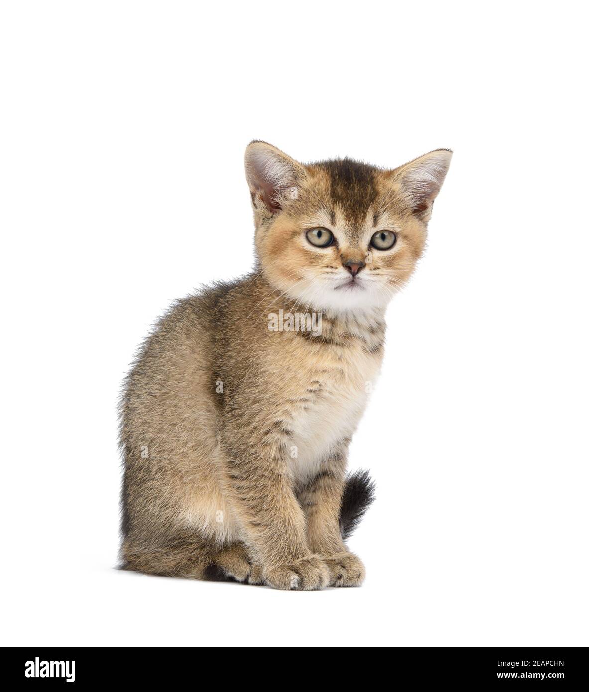 Kätzchen golden getickt britische Chinchilla gerade sitzt vorne auf Ein weißer isolierter Hintergrund Stockfoto