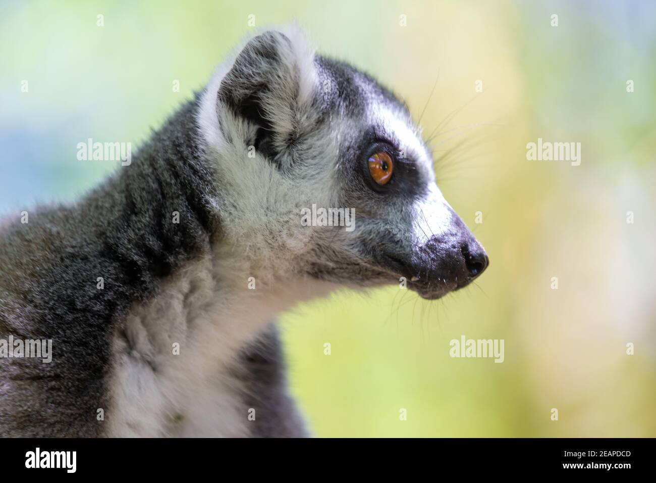 Ein lustiger Ringschwanz-Lemur in seiner natürlichen Umgebung Stockfoto