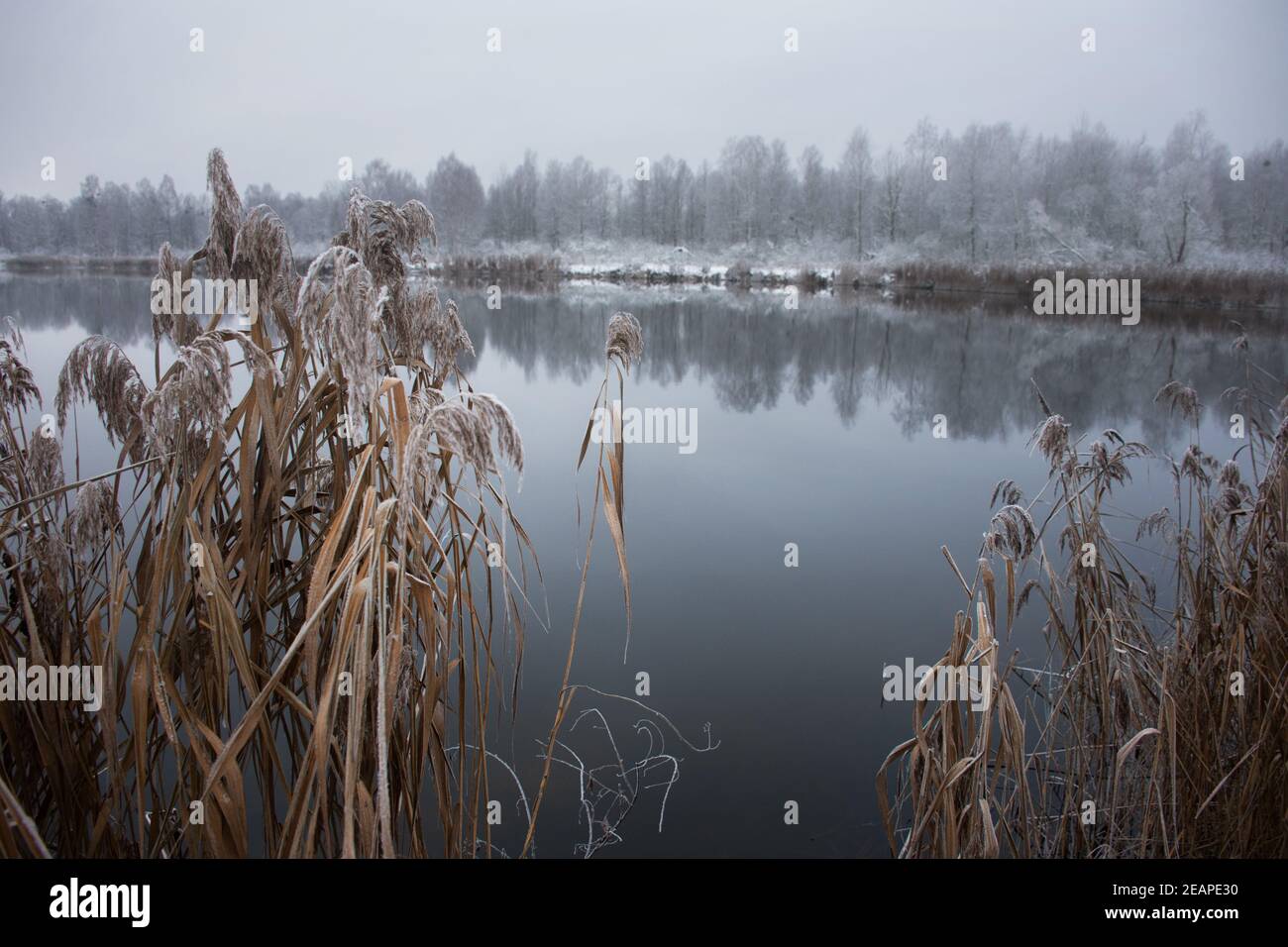 Winter frostige Landschaft Stockfoto