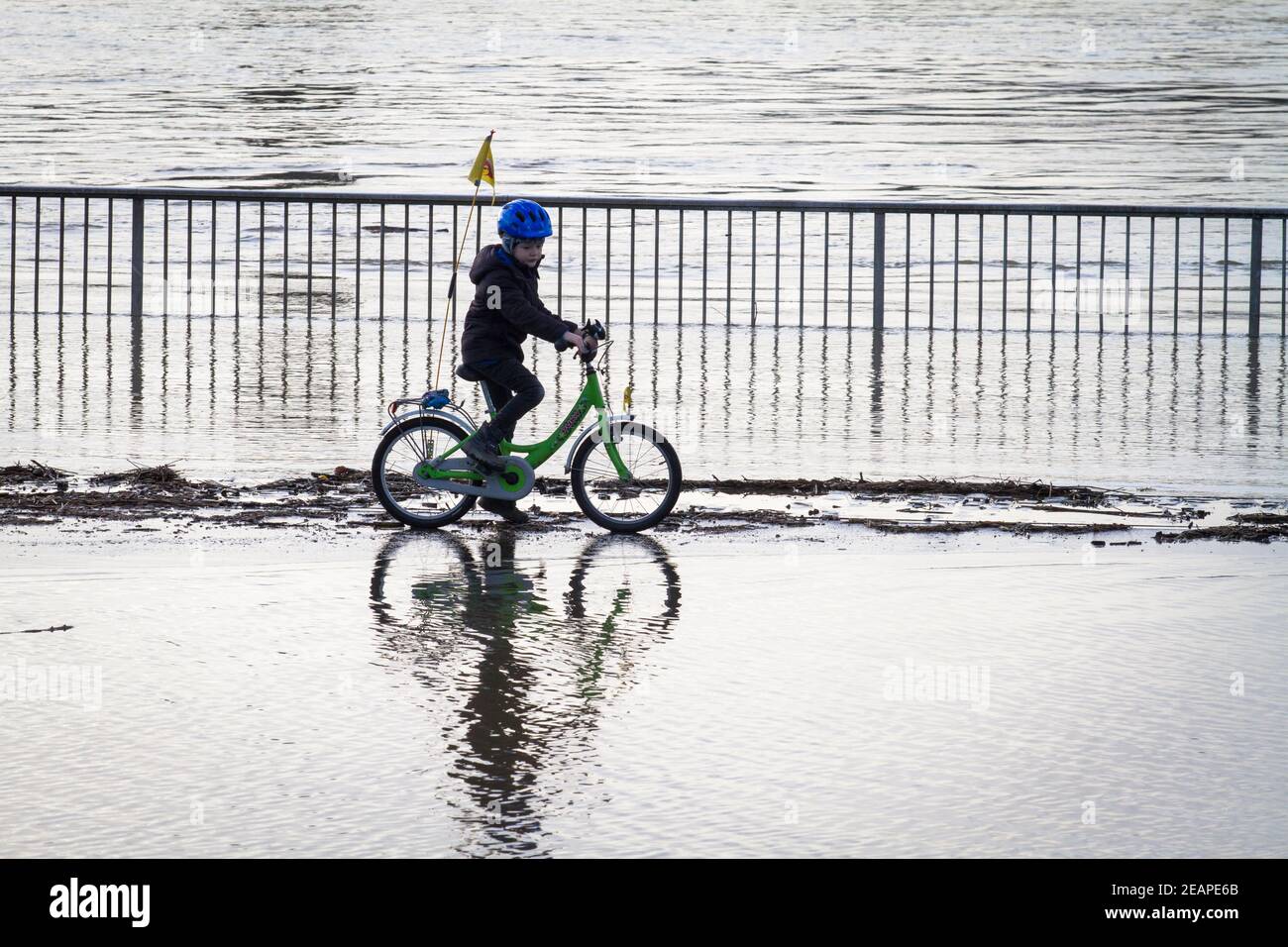Rheinflut am 4th. Februar 2021 fährt Kind auf dem überfluteten Rheinufer in Deutz, Köln, durch das Wasser. Hochwa Stockfoto