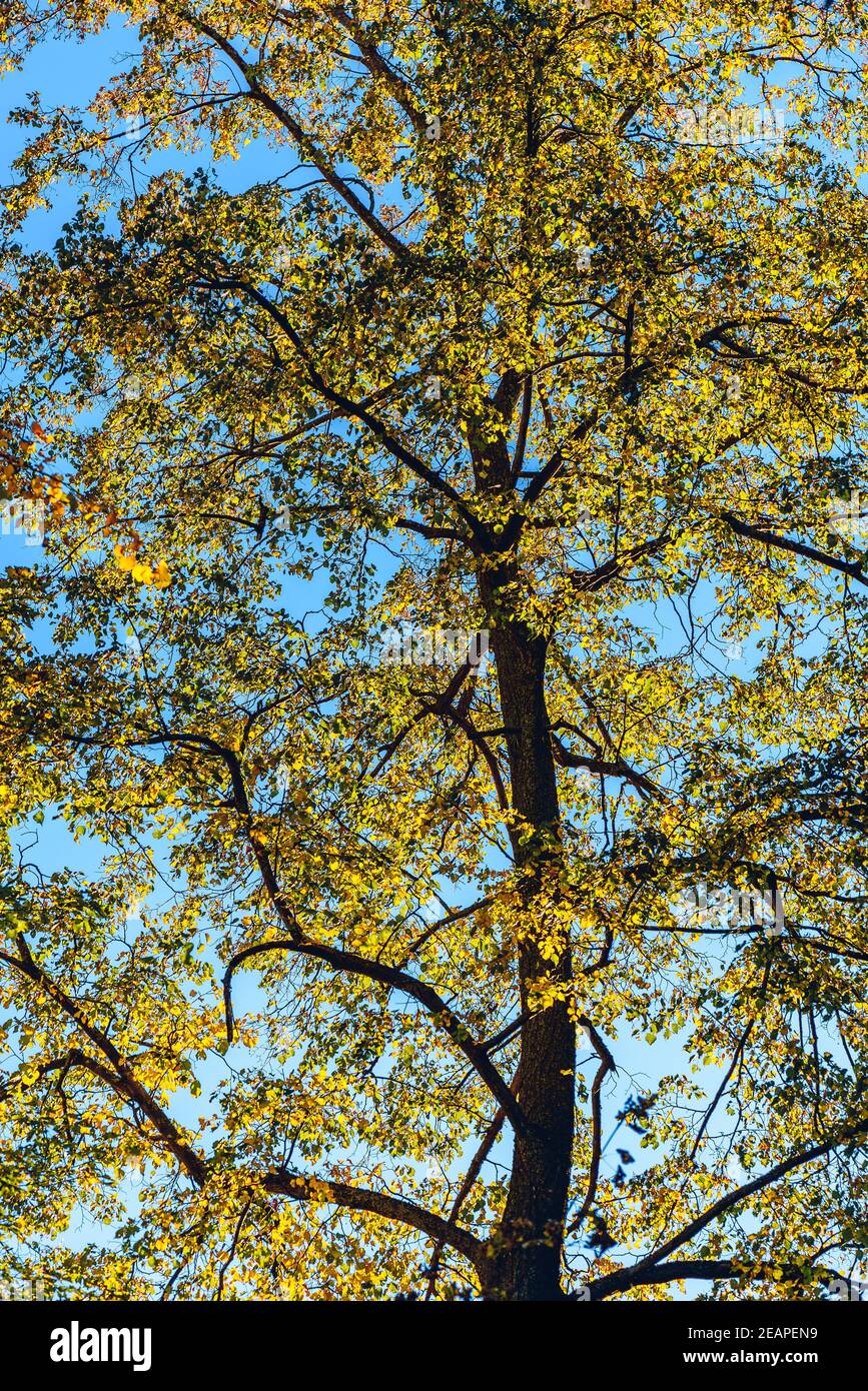 Lindenbaum mit Herbstlaub Stockfoto