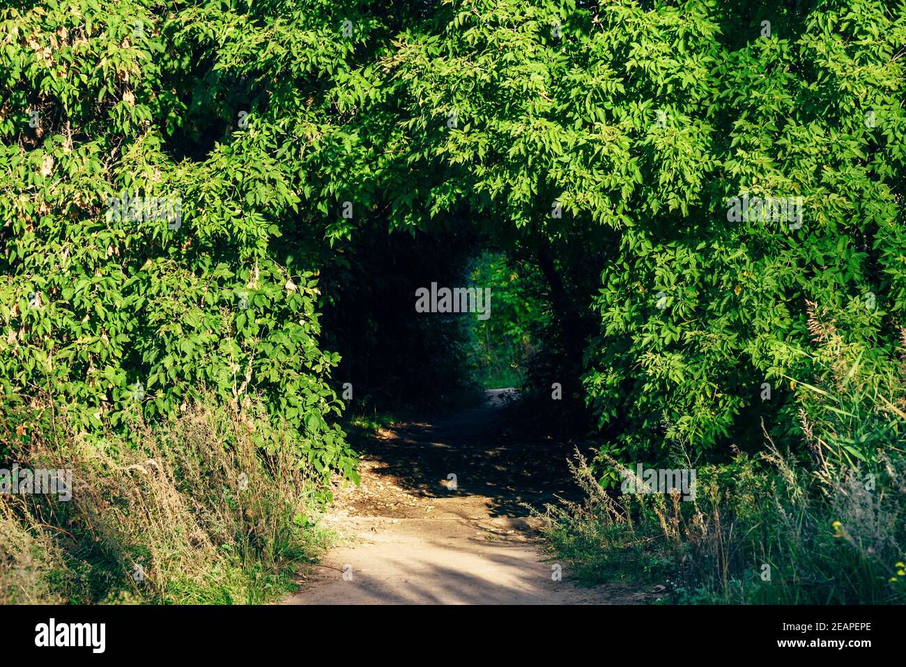 Versteckter Gehweg im Wald Stockfoto