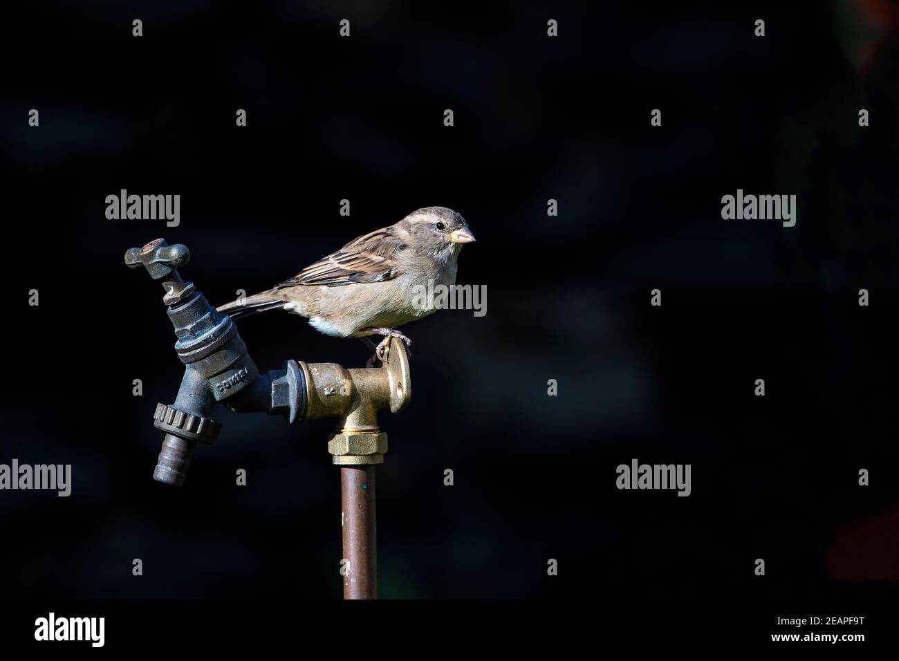 Einzelner weiblicher Haussperling Passer domesticus, der auf dem Messingflansch eines Gartenwasserhahns im Nachmittagssonne vor dunklem Hintergrund steht. Stockfoto