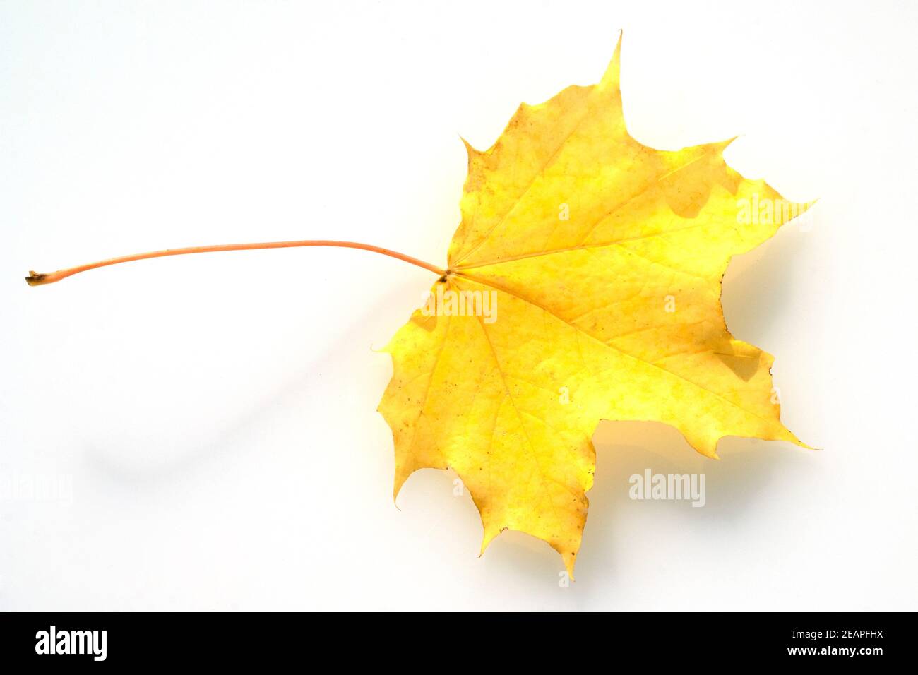 Ahornblatt im Herbst Stockfoto