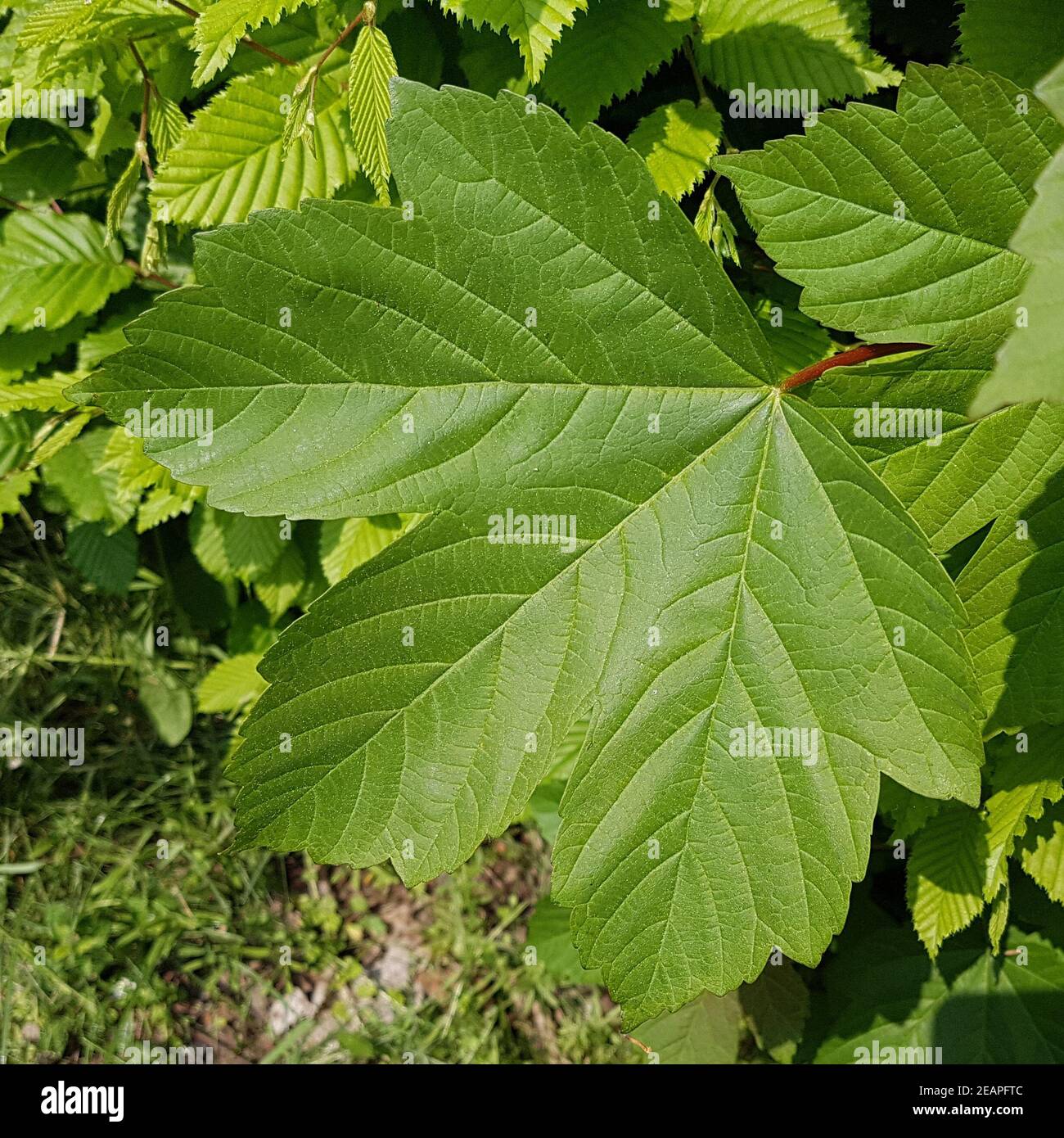 Ahornblatt Ahornbaum Blatt, gruen, Ahorn Acer Stockfoto
