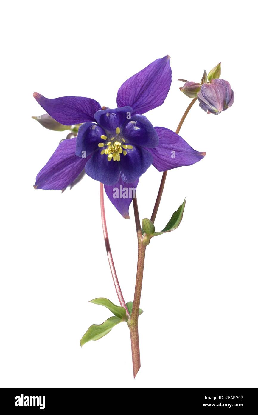 Akelei, Aquilegia, Vulgaris, Stockfoto