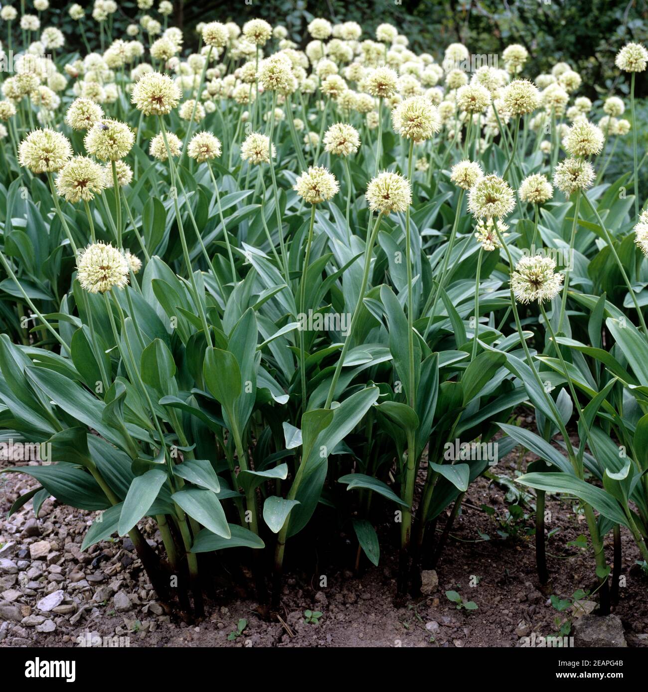 Allermannsharnisch Allium victorialis Stockfoto