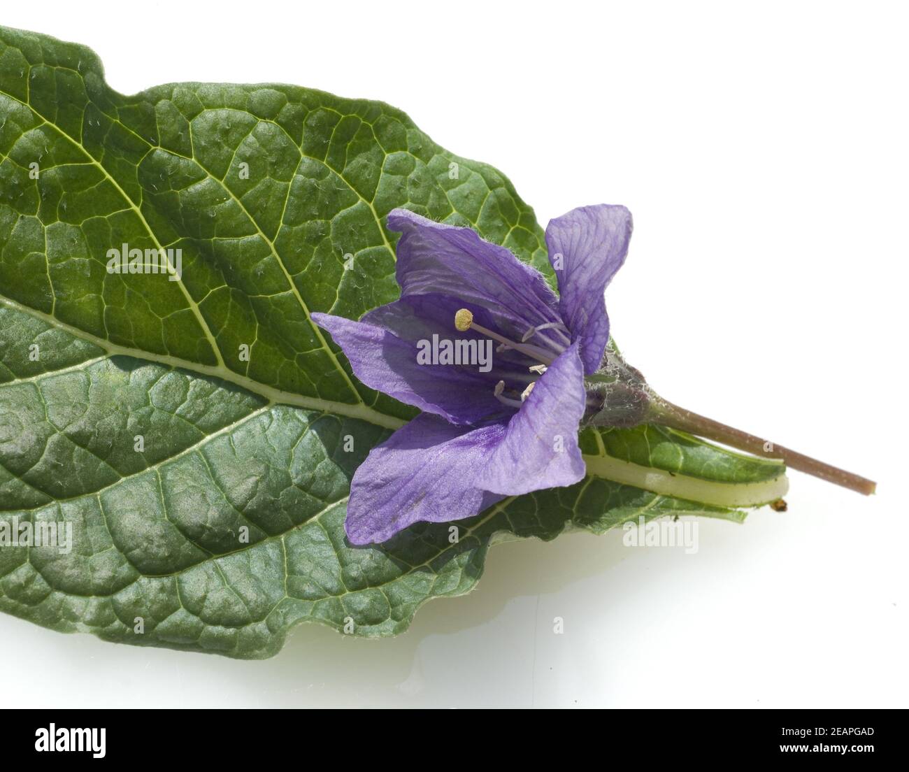 Alraune; Mandragora officinarum Stockfoto