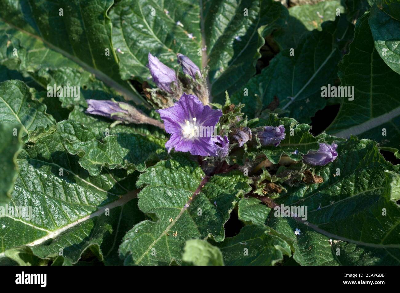 Alraune; Mandragora officinarum Stockfoto