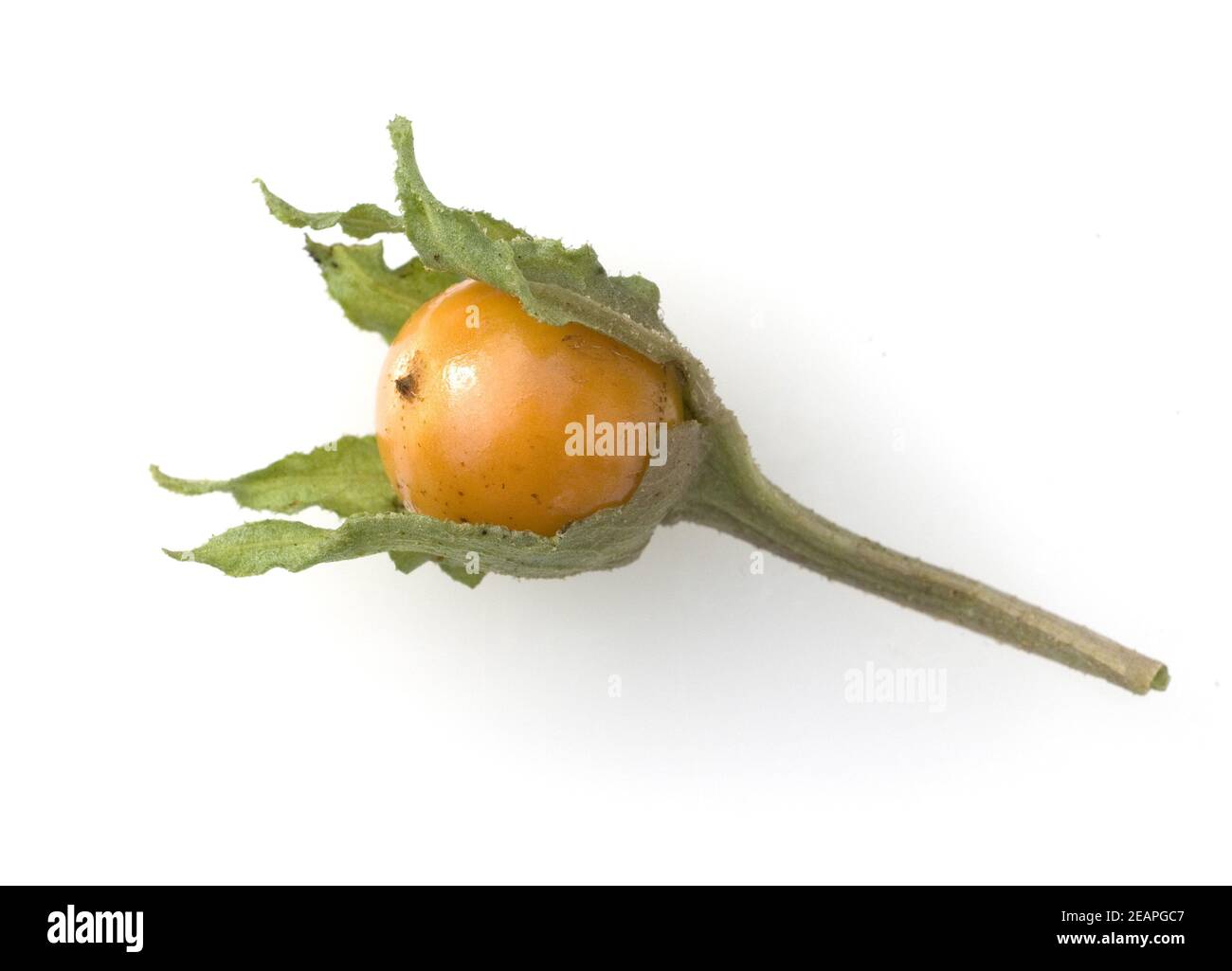 Alraune; Mandragora officinarum Stockfoto