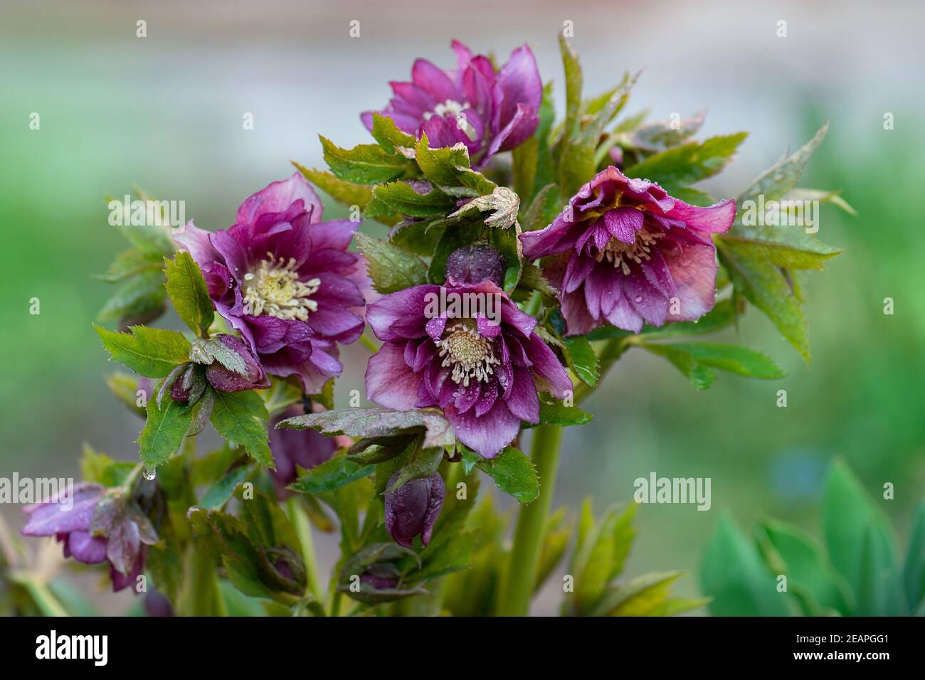 Hellebore Bepflanzung im Garten im Halbschatten. Gemischte Farbe Hellebore Blume Prinz Doppel Rot wächst im Wintergarten im späten Winter. Stockfoto