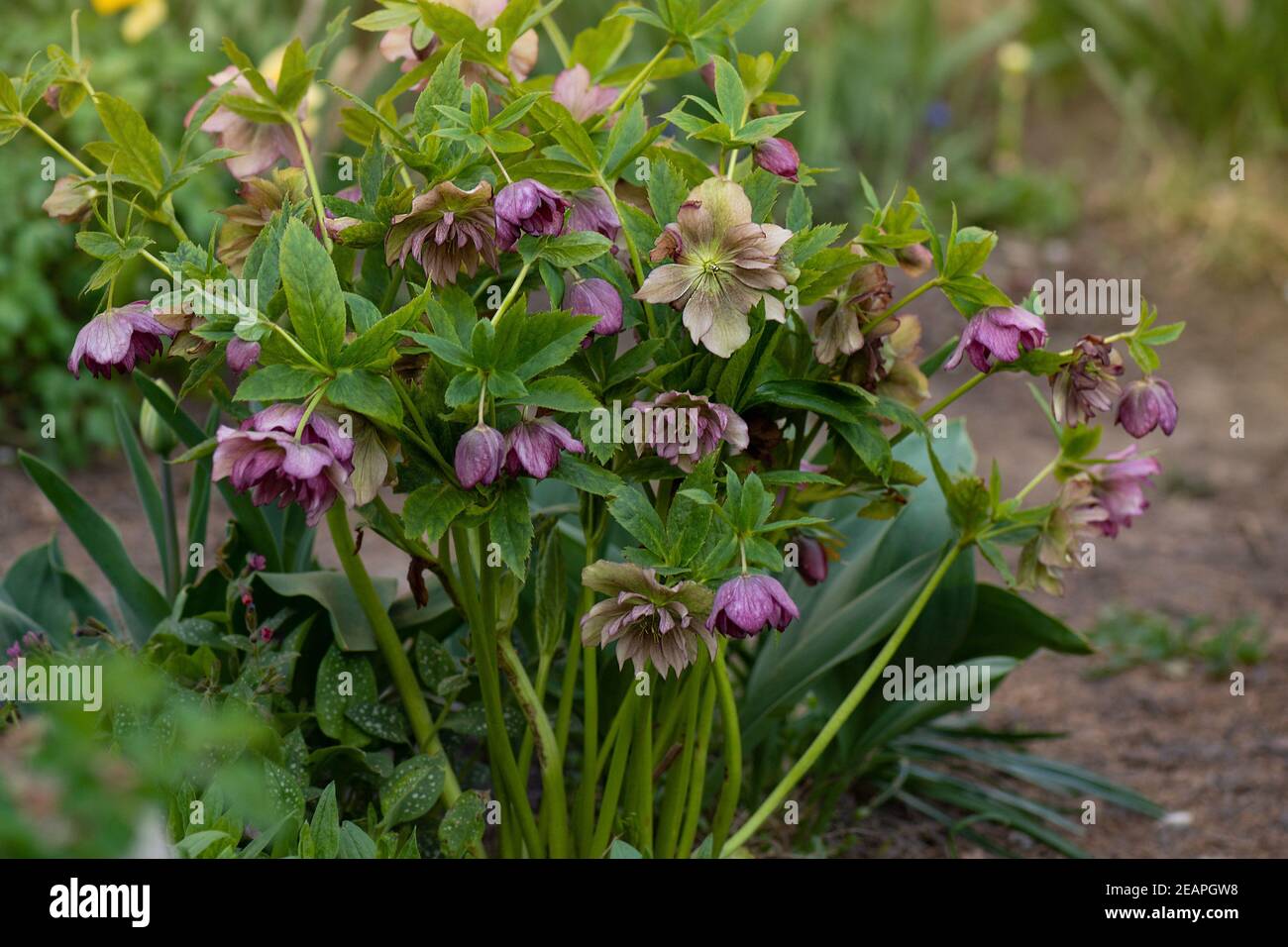 Lenten Rose oder Hellebore Double Ellen Picotee Blumen. Dicht doppelt große Christrose Blüte. Hellebore Bepflanzung im Garten in semi Sha Stockfoto