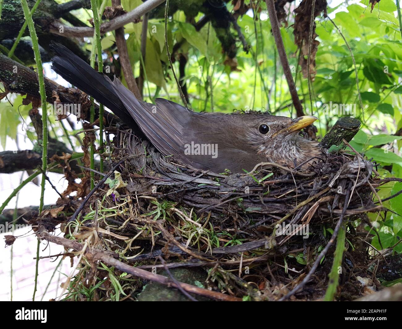 Amsel nest Fotos und Bildmaterial in hoher Auflösung Alamy