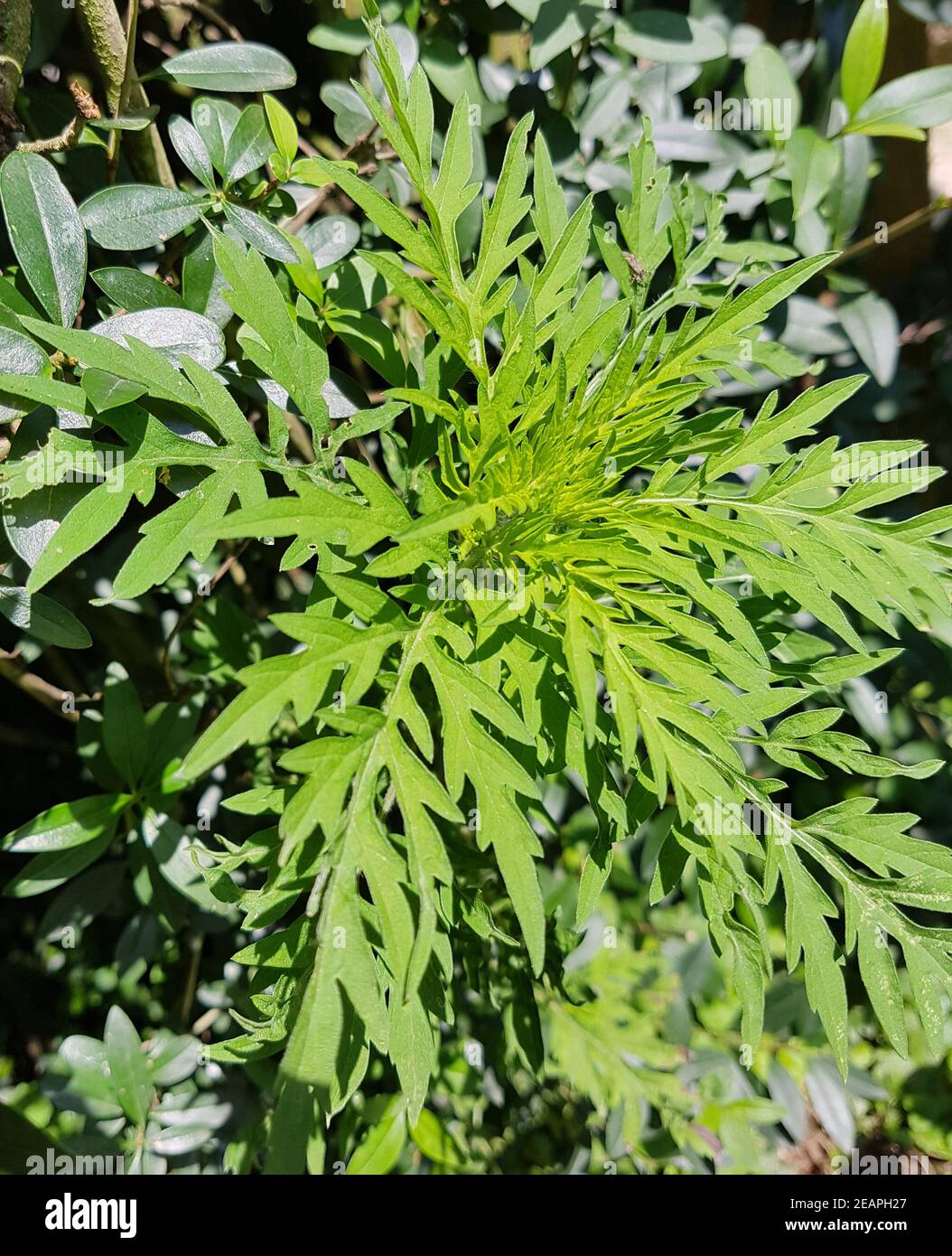 Ambrosiabluete Ambrosia artemisiifolia Stockfoto