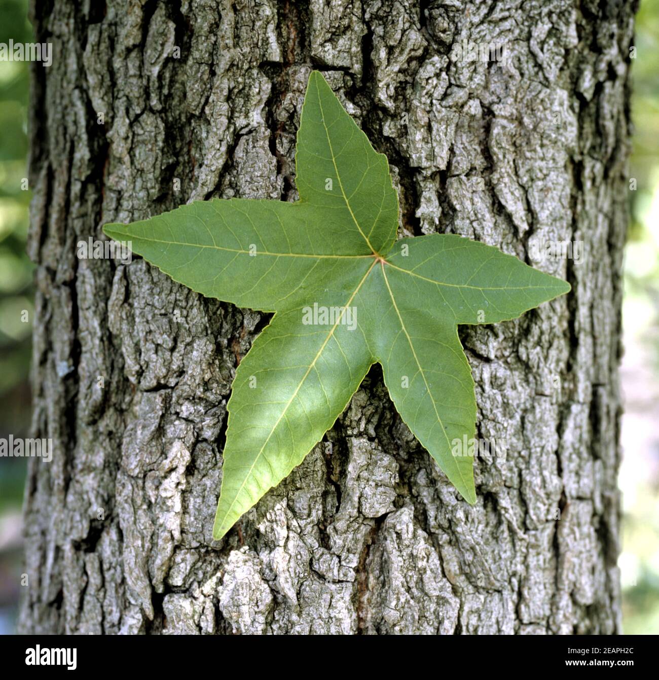 Amberbaum Liquidambar styraciflua Stockfoto