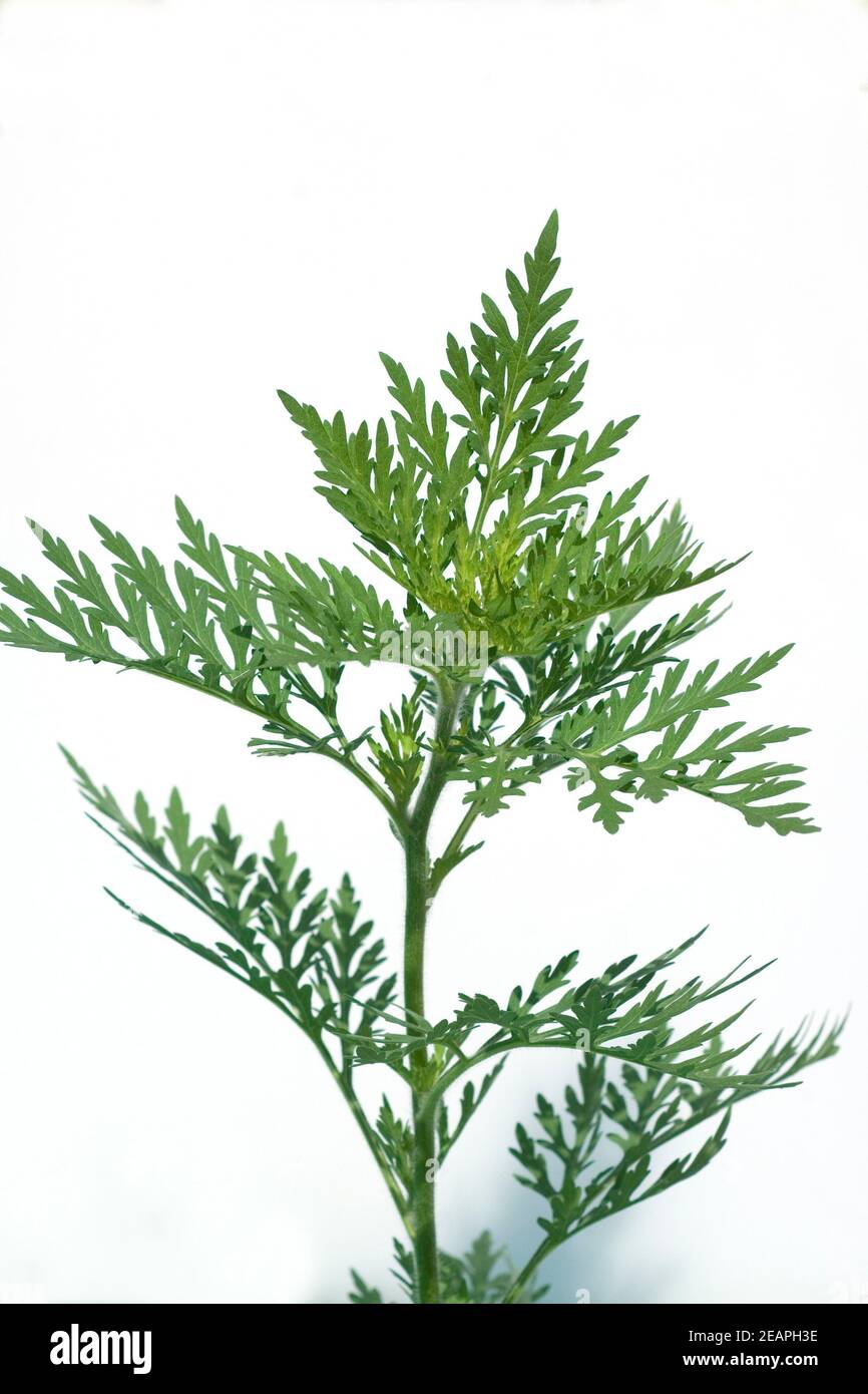 Ambrosia, Ambrosia artemisiifolia Stockfoto