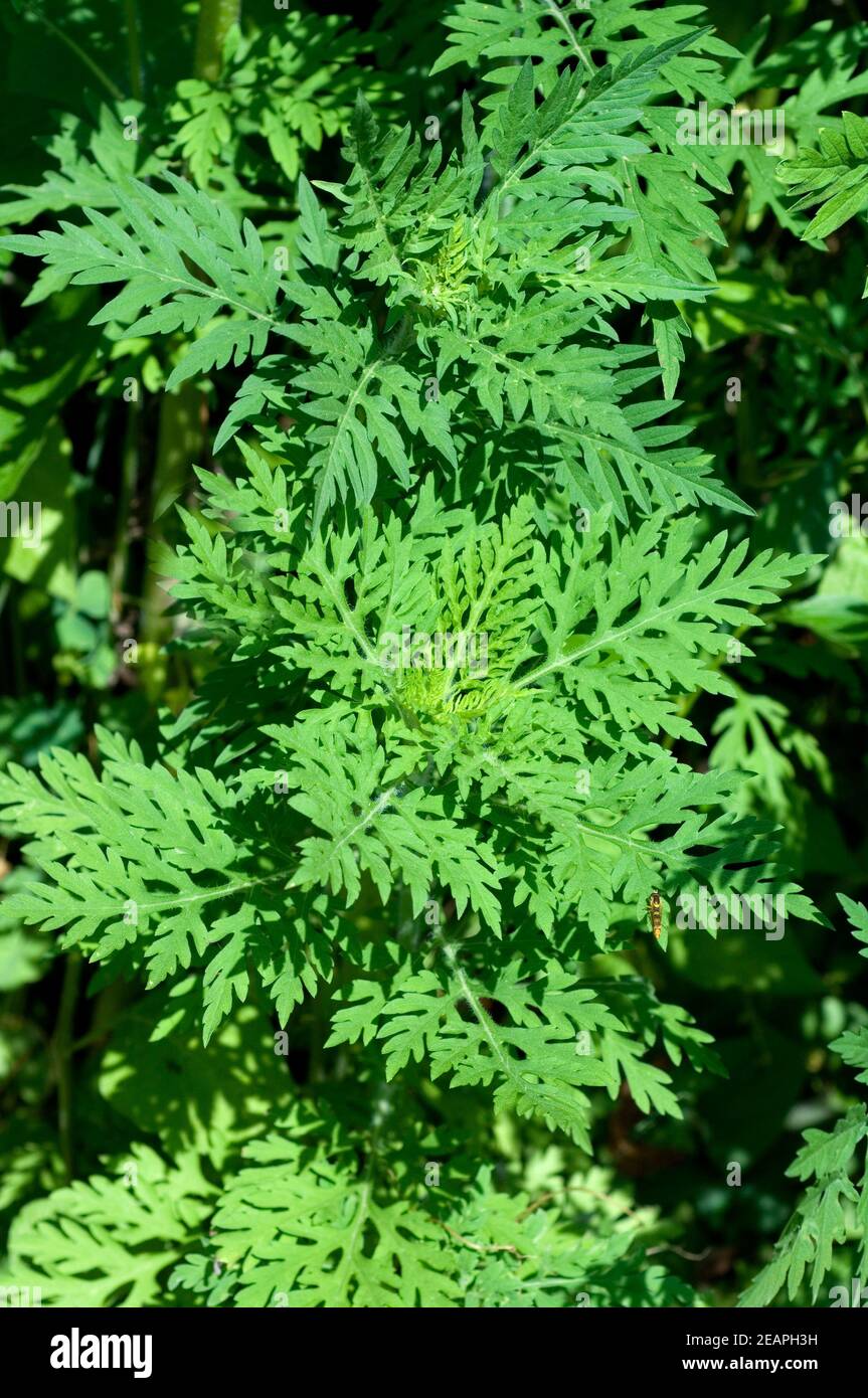 Ambrosia, Ambrosia artemisiifolia Stockfoto