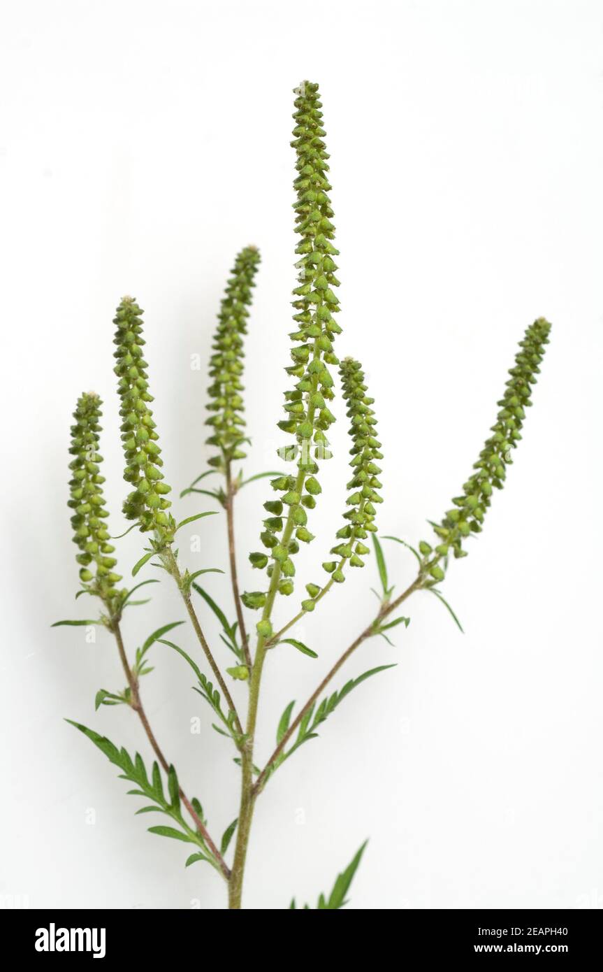 Ambrosiabluete Stockfoto