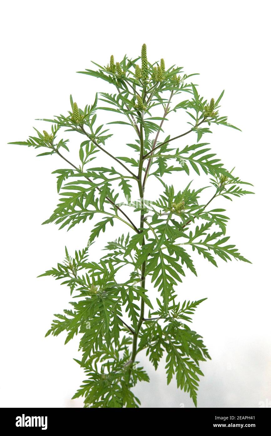 Ambrosia artemisiifolia Stockfoto