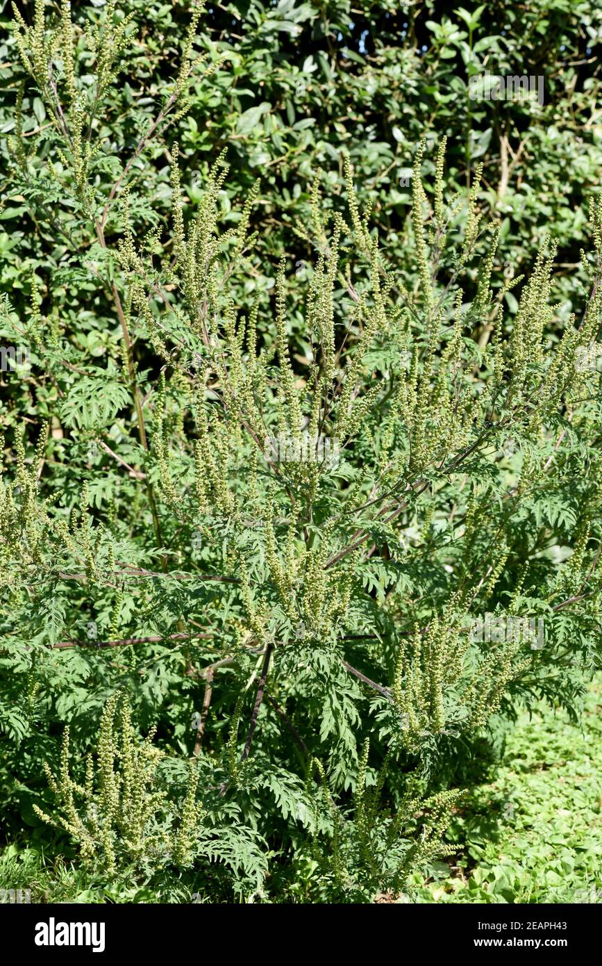 Ambrosiabluete, Ambrosia, Artemisiifolia Stockfoto