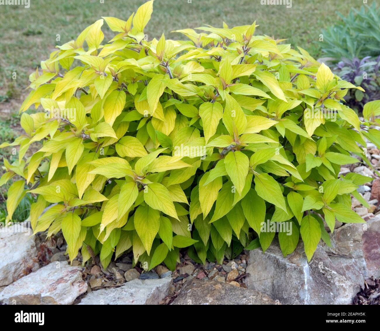 Ananasalbei; Salvia rutilans Stockfoto