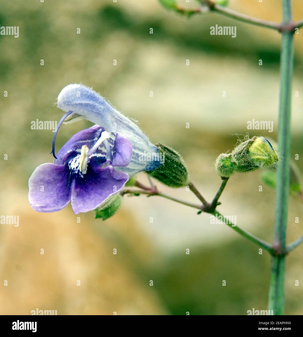 Armleuchter-Salbei; Salbei; Salvia candelabrum Stockfoto