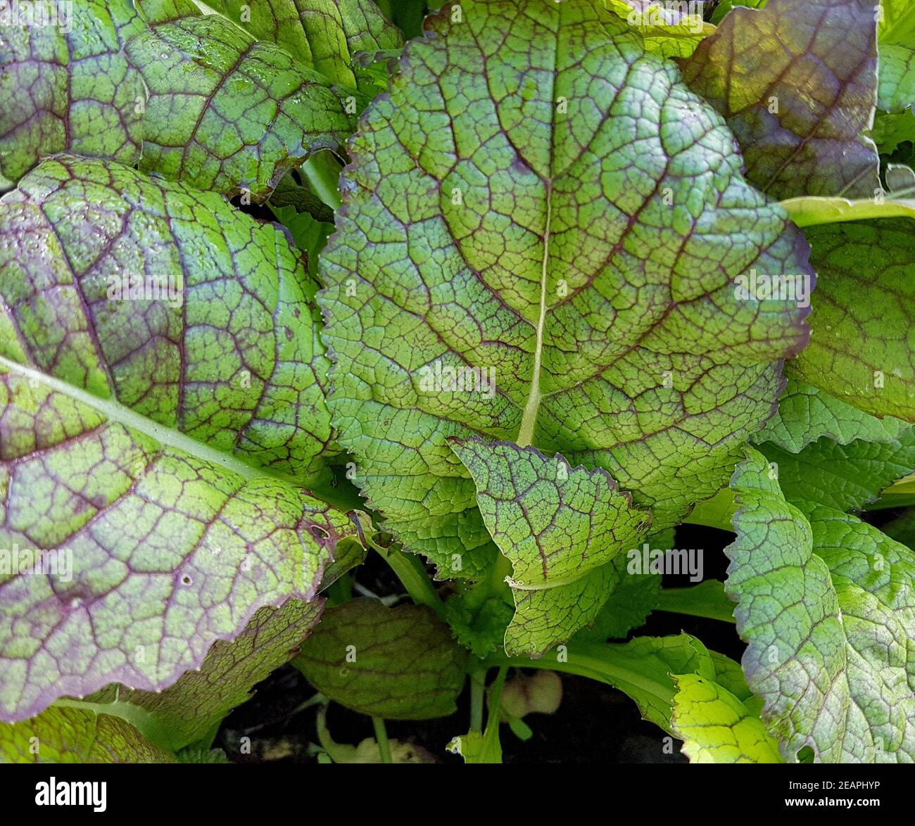 Asien-Salat, Roter Riese Stockfoto