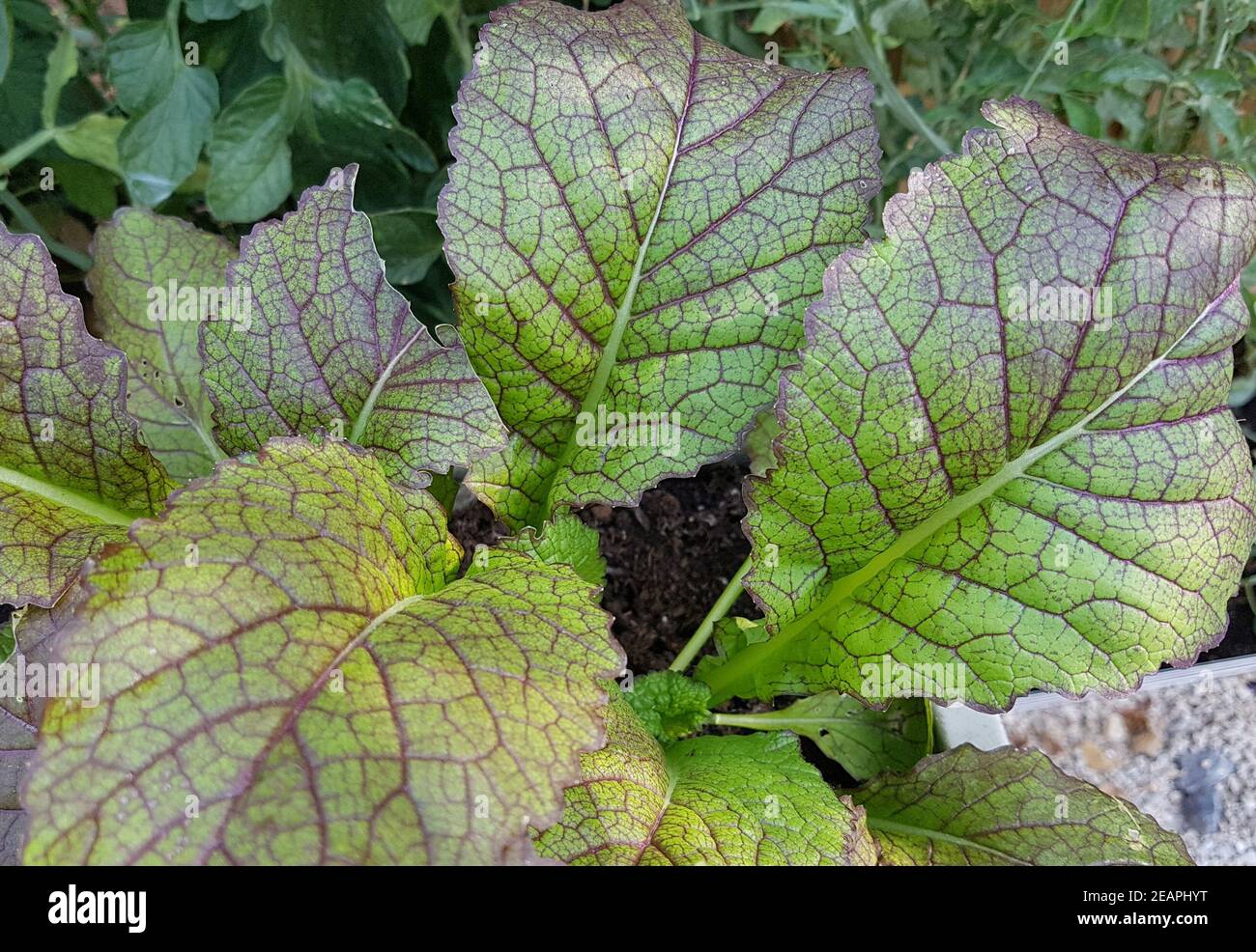 Asien-Salat, Roter Riese Stockfoto