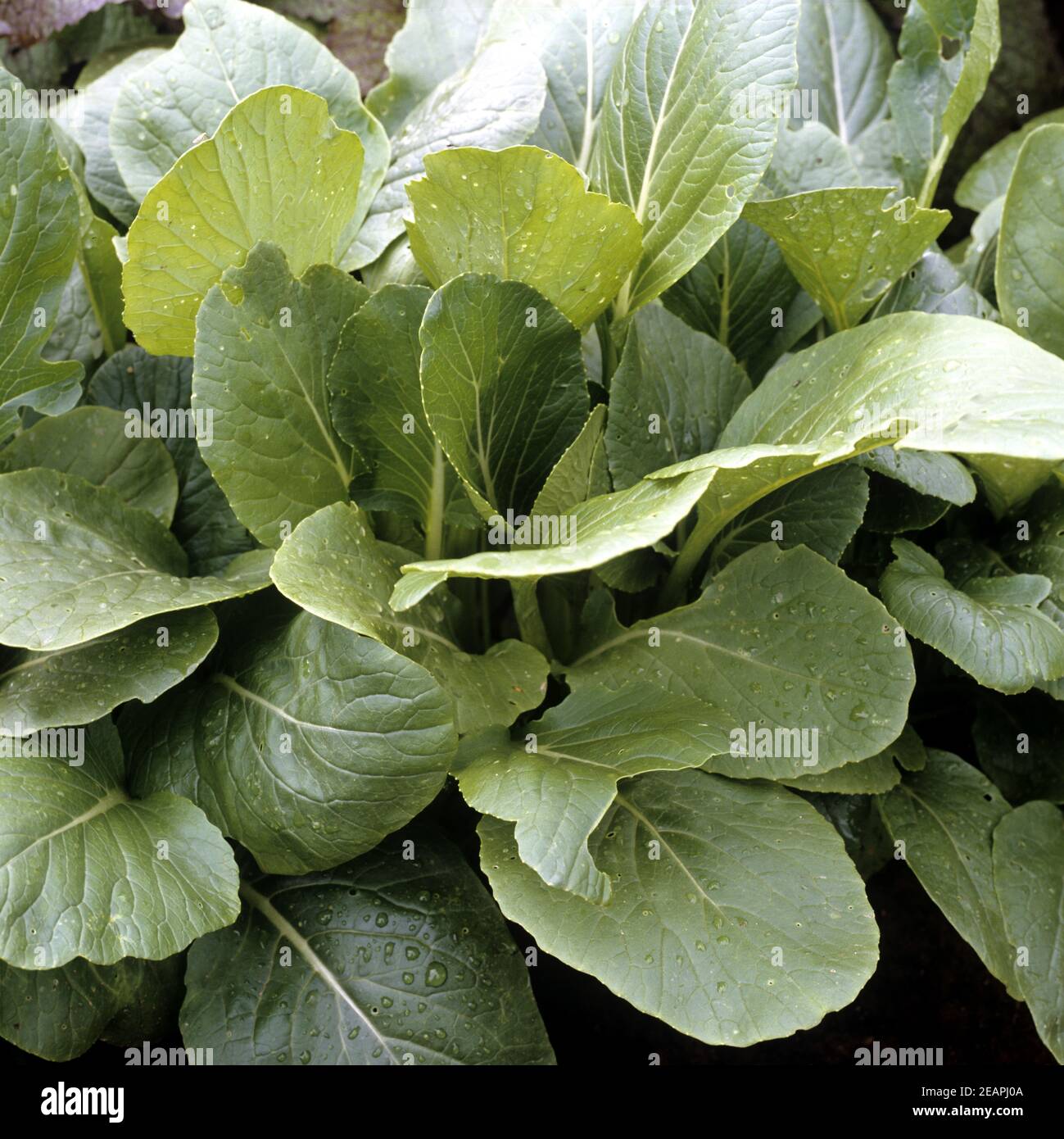 Asia-Salat Mizuna Früh Stockfoto