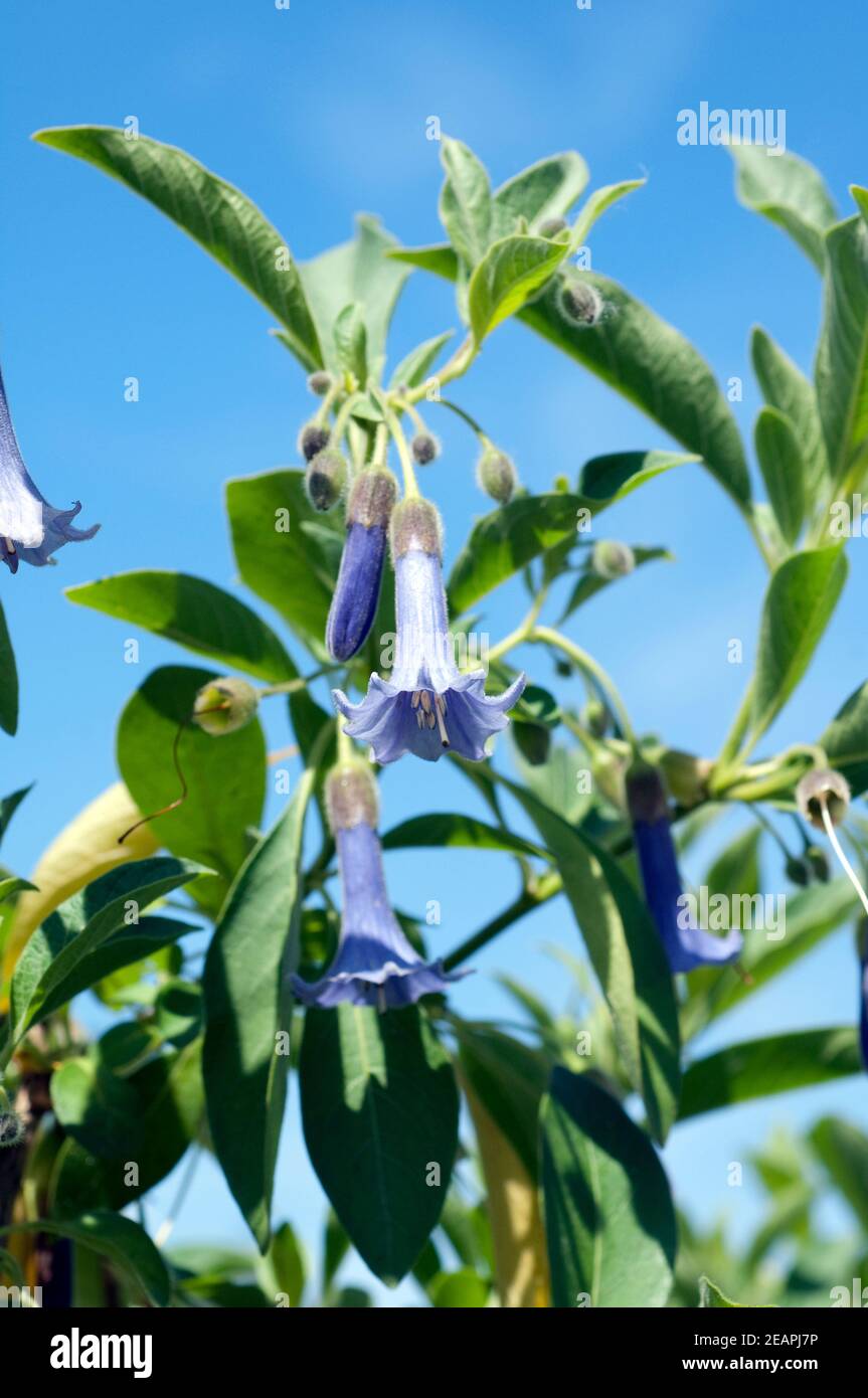 Australischer Glockenstrauch Acnistus arborescens Stockfoto